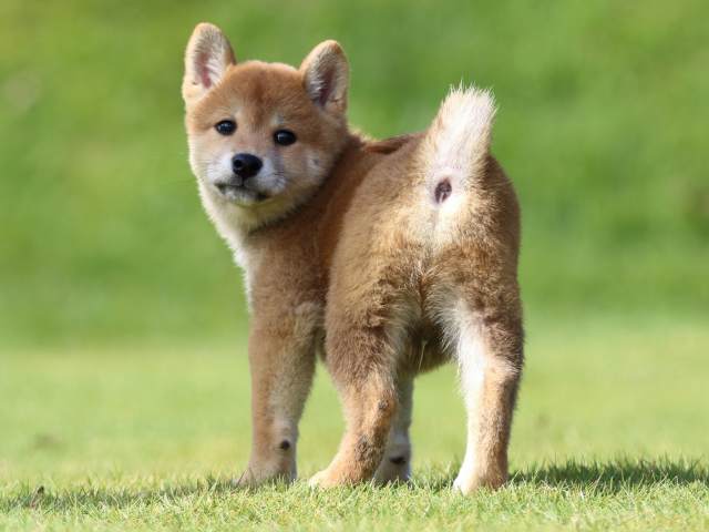 fp5a0228-puppy fp5a0228-puppy