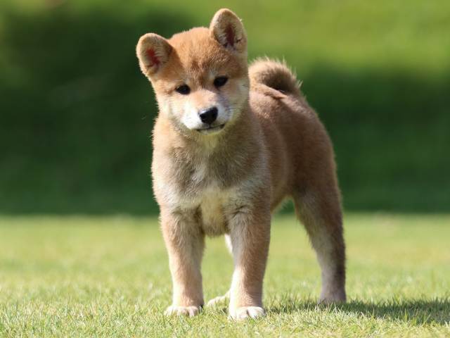 fp5a0238-puppy fp5a0238-puppy