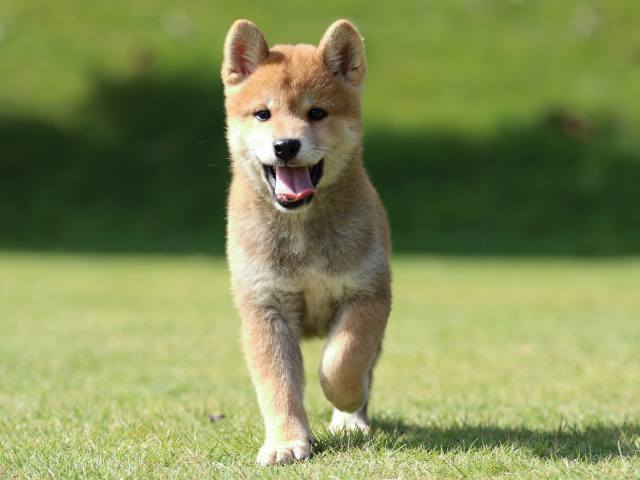 fp5a0249-puppy fp5a0249-puppy
