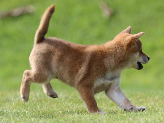 fp5a0331-puppy fp5a0331-puppy