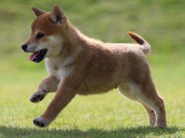 fp5a0336-puppy fp5a0336-puppy
