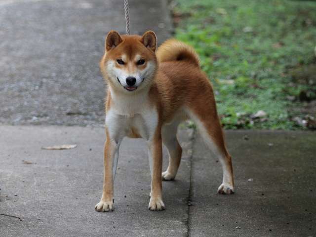 fp5a0340-puppy fp5a0340-puppy