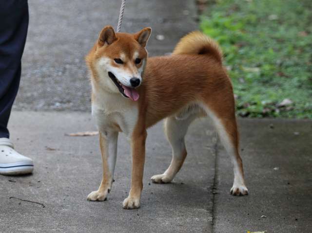 fp5a0349-puppy fp5a0349-puppy