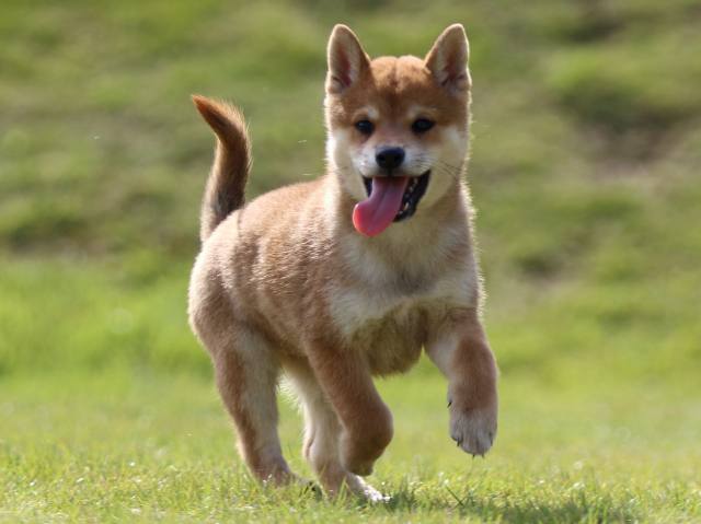 fp5a0353-puppy fp5a0353-puppy