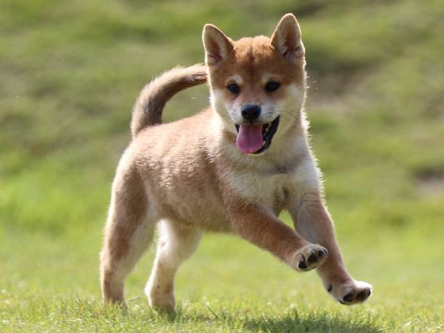 fp5a0354-puppy fp5a0354-puppy