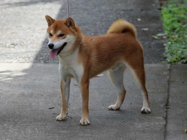 fp5a0376-puppy fp5a0376-puppy