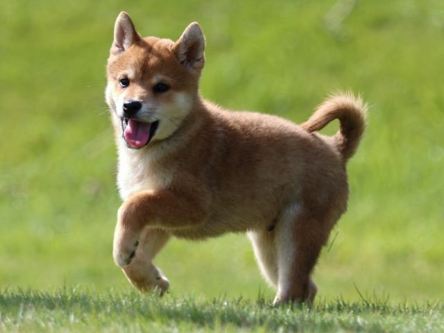 fp5a0383-puppy fp5a0383-puppy