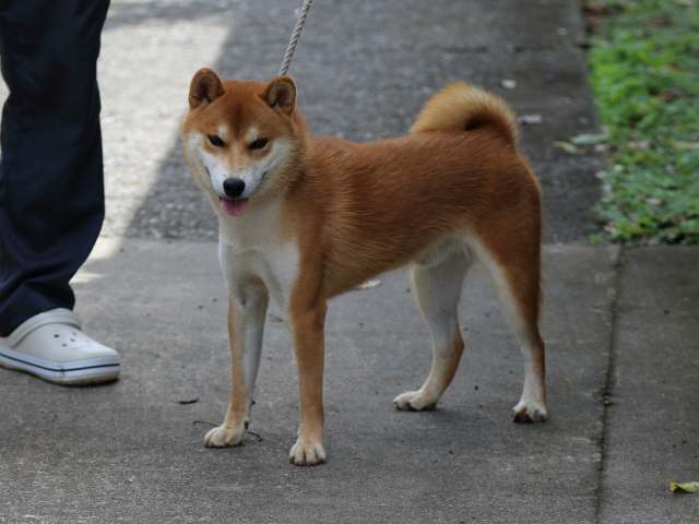 fp5a0385-puppy fp5a0385-puppy