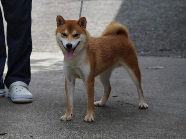 fp5a0402-puppy fp5a0402-puppy
