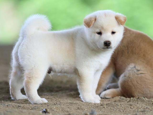 fp5a0461-puppy fp5a0461-puppy