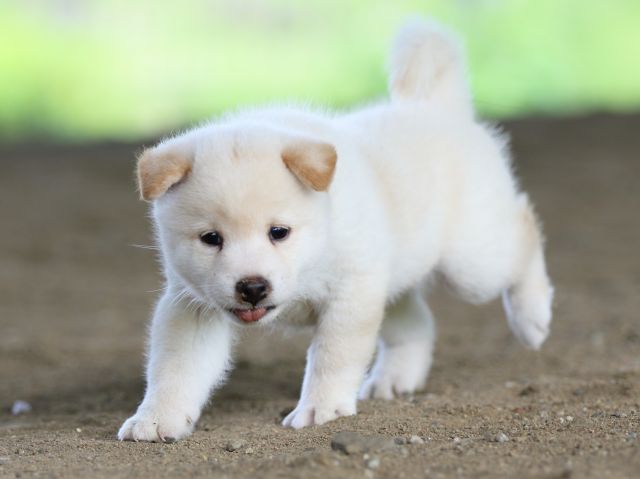 fp5a0475-puppy fp5a0475-puppy