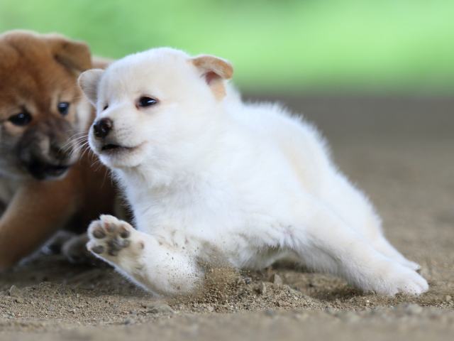 fp5a0531-puppy fp5a0531-puppy