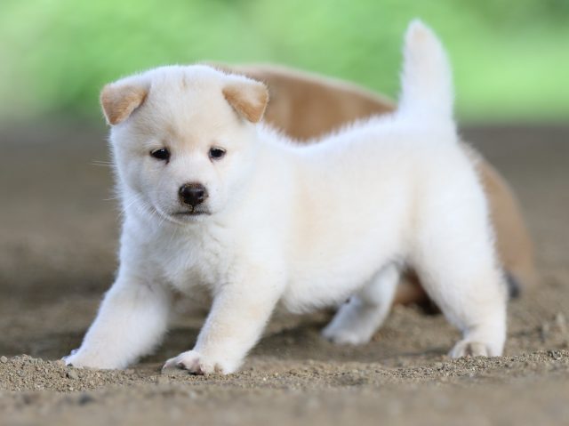 fp5a0535-puppy fp5a0535-puppy