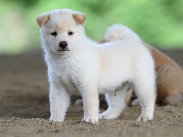 fp5a0541-puppy fp5a0541-puppy