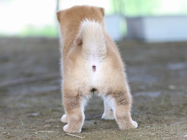 fp5a0557-puppy fp5a0557-puppy
