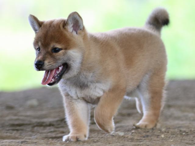 fp5a0593-puppy fp5a0593-puppy