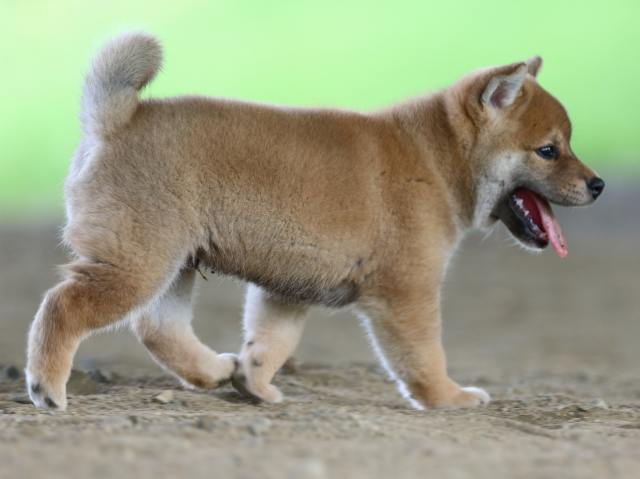 fp5a0668-puppy fp5a0668-puppy