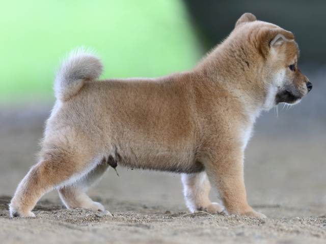fp5a0673-puppy fp5a0673-puppy