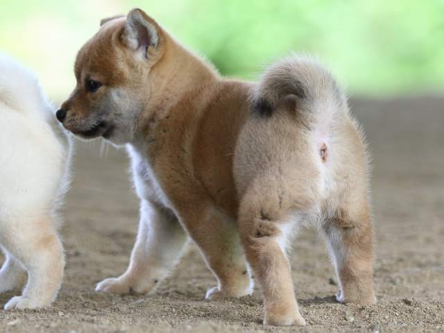 fp5a0694-puppy fp5a0694-puppy