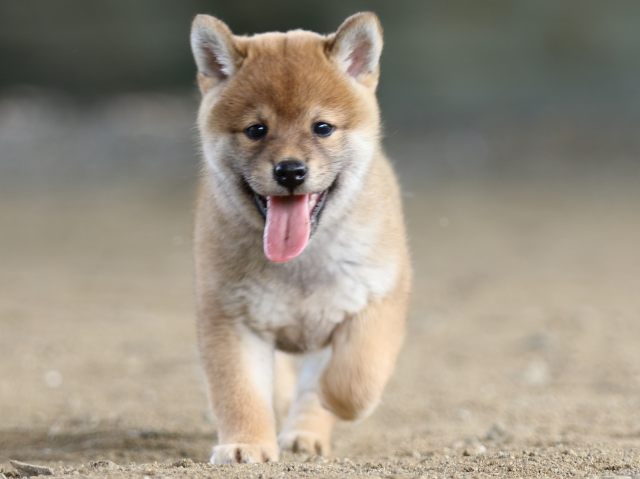 fp5a0733-puppy fp5a0733-puppy
