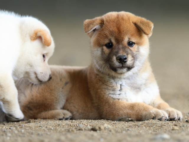 fp5a0766-puppy fp5a0766-puppy