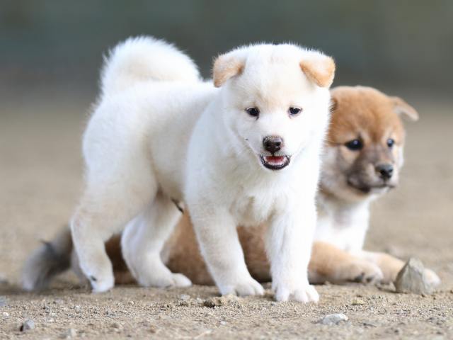 fp5a0770-puppy fp5a0770-puppy