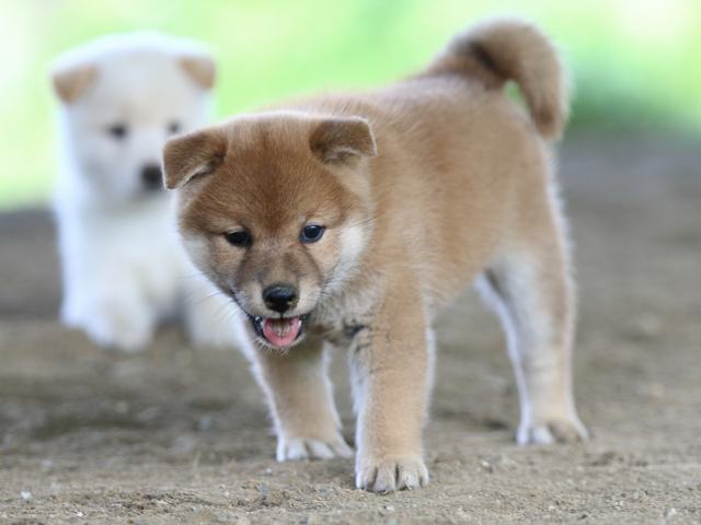 fp5a0838-puppy fp5a0838-puppy