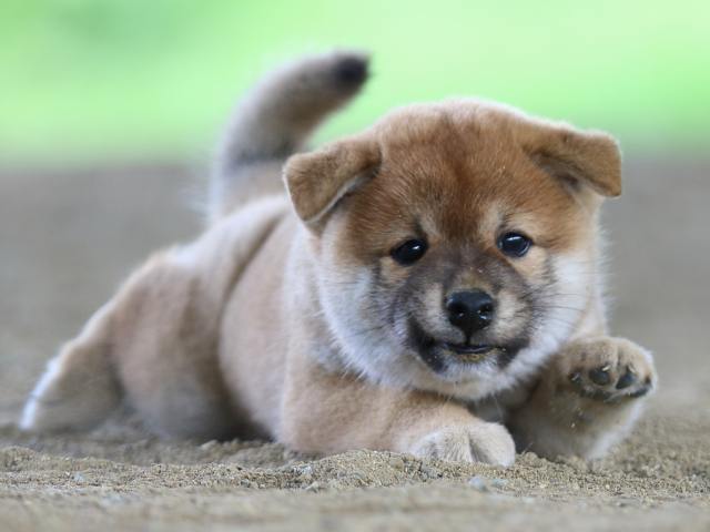fp5a0871-puppy fp5a0871-puppy