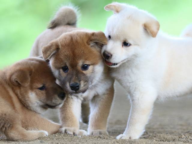 fp5a0892-puppy fp5a0892-puppy