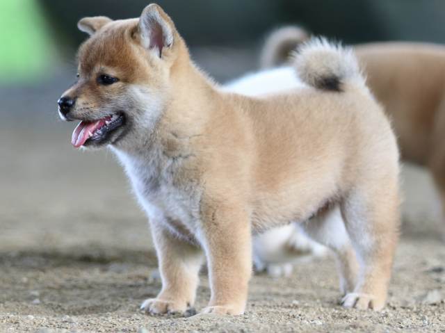 fp5a0913-puppy fp5a0913-puppy