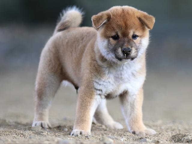 fp5a0922-puppy fp5a0922-puppy
