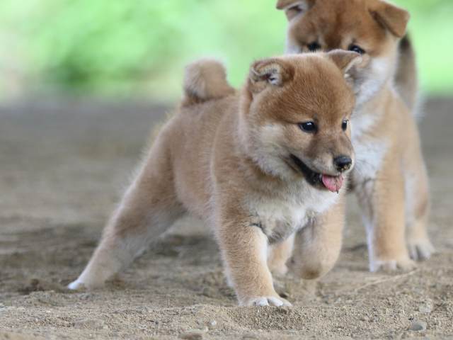 fp5a0937-puppy fp5a0937-puppy