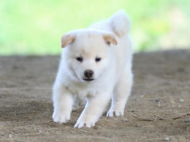fp5a0951-puppy fp5a0951-puppy
