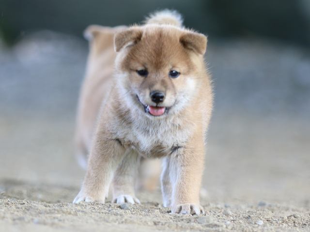 fp5a0980-puppy fp5a0980-puppy