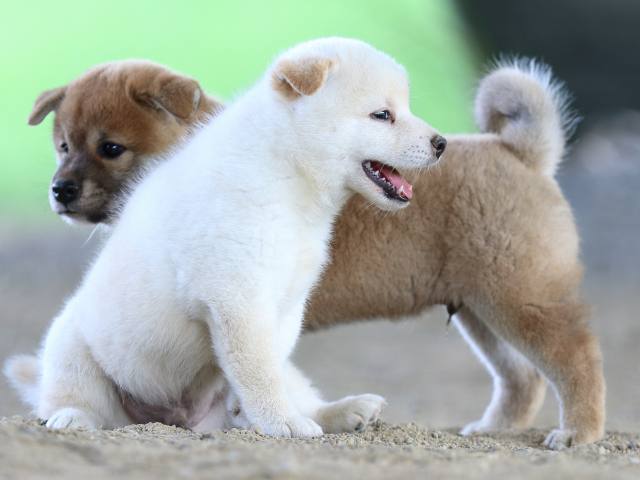 fp5a1023-puppy fp5a1023-puppy