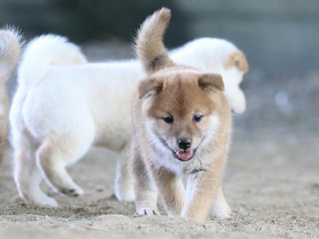 fp5a1086-puppy fp5a1086-puppy