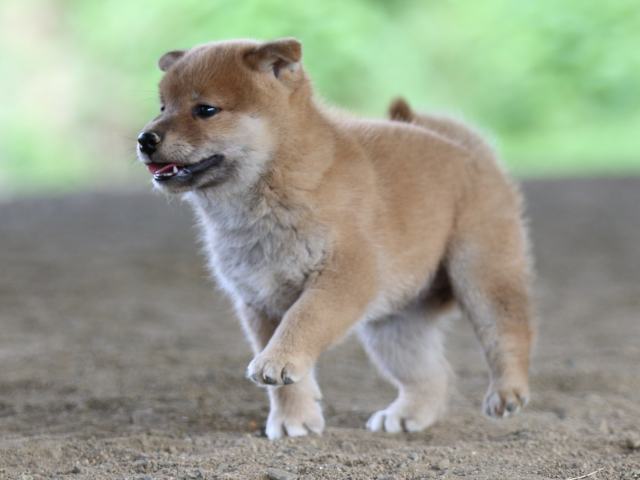 fp5a1120-puppy fp5a1120-puppy