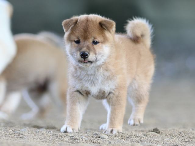fp5a1205-puppy fp5a1205-puppy