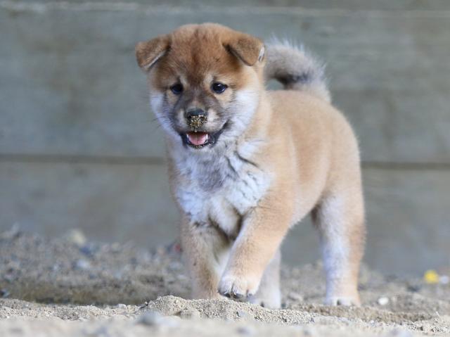 fp5a1251-puppy fp5a1251-puppy
