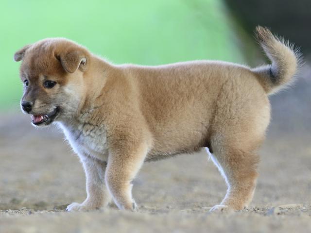 fp5a1303-puppy fp5a1303-puppy