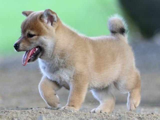 fp5a1337-puppy fp5a1337-puppy