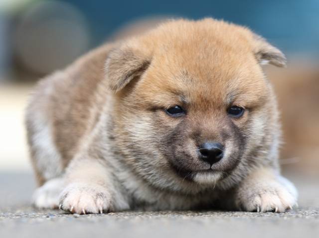 fp5a1568-puppy fp5a1568-puppy