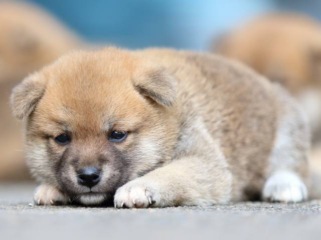 fp5a1577-puppy fp5a1577-puppy