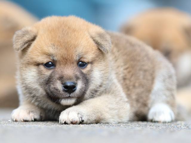 fp5a1589-puppy fp5a1589-puppy