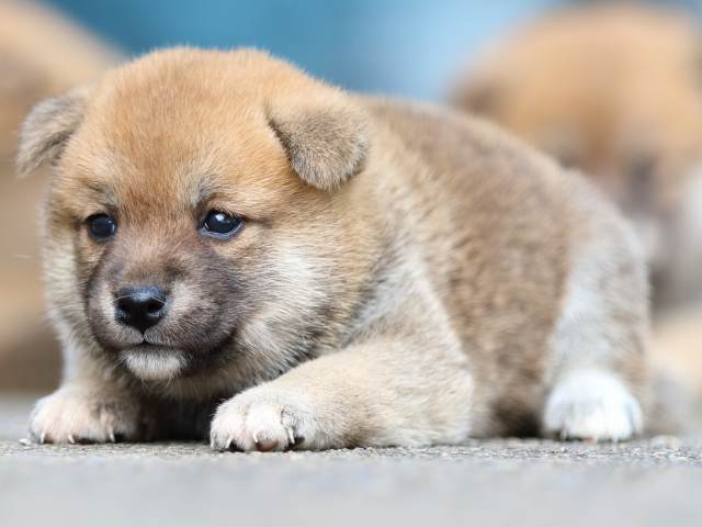 fp5a1591-puppy fp5a1591-puppy