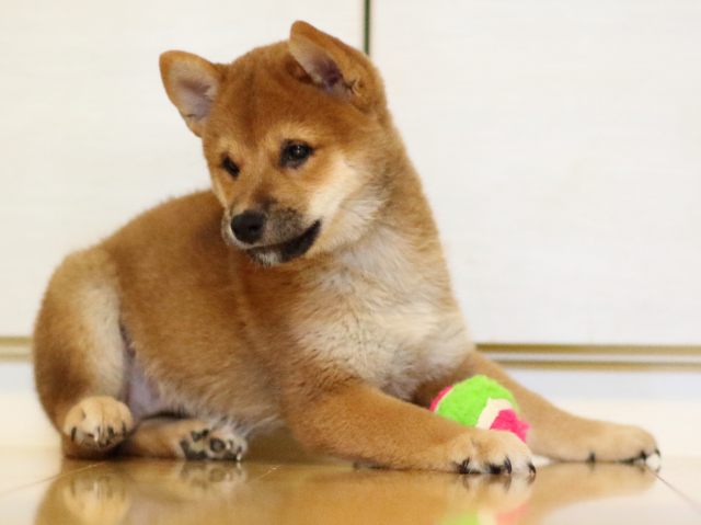 fp5a1605-puppy fp5a1605-puppy