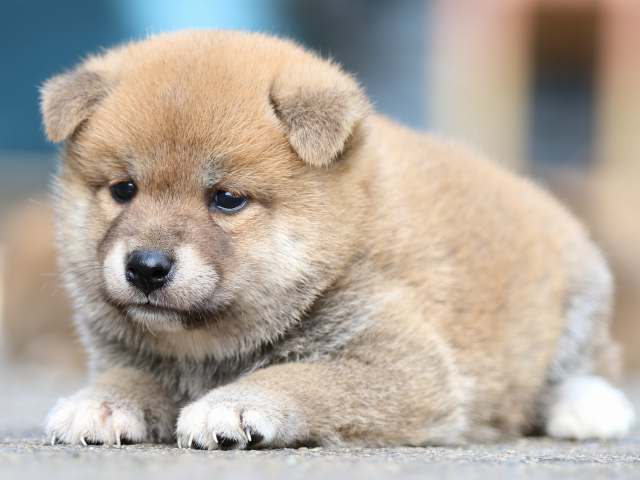fp5a1605-puppy fp5a1605-puppy