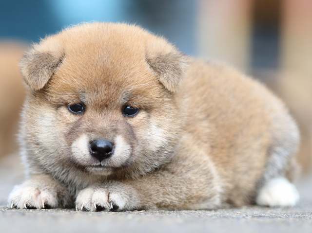 fp5a1633-puppy fp5a1633-puppy