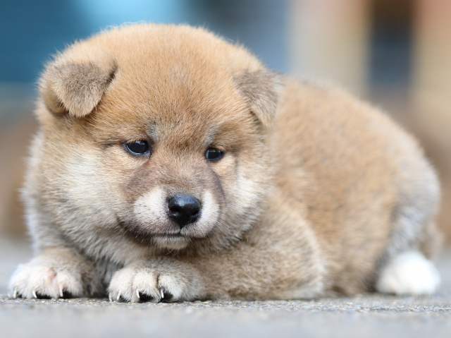 fp5a1636-puppy fp5a1636-puppy