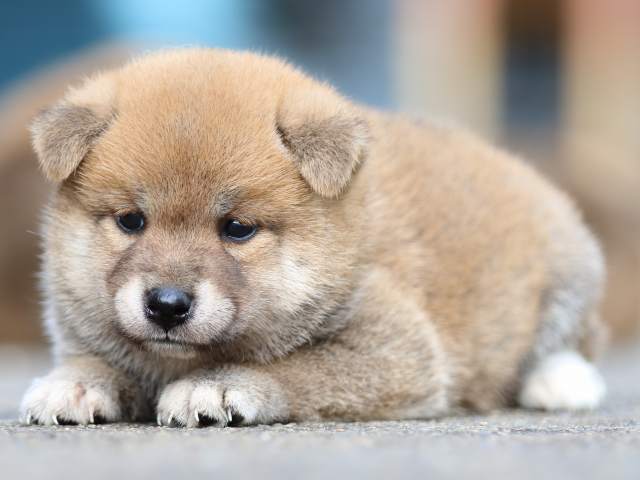 fp5a1638-puppy fp5a1638-puppy